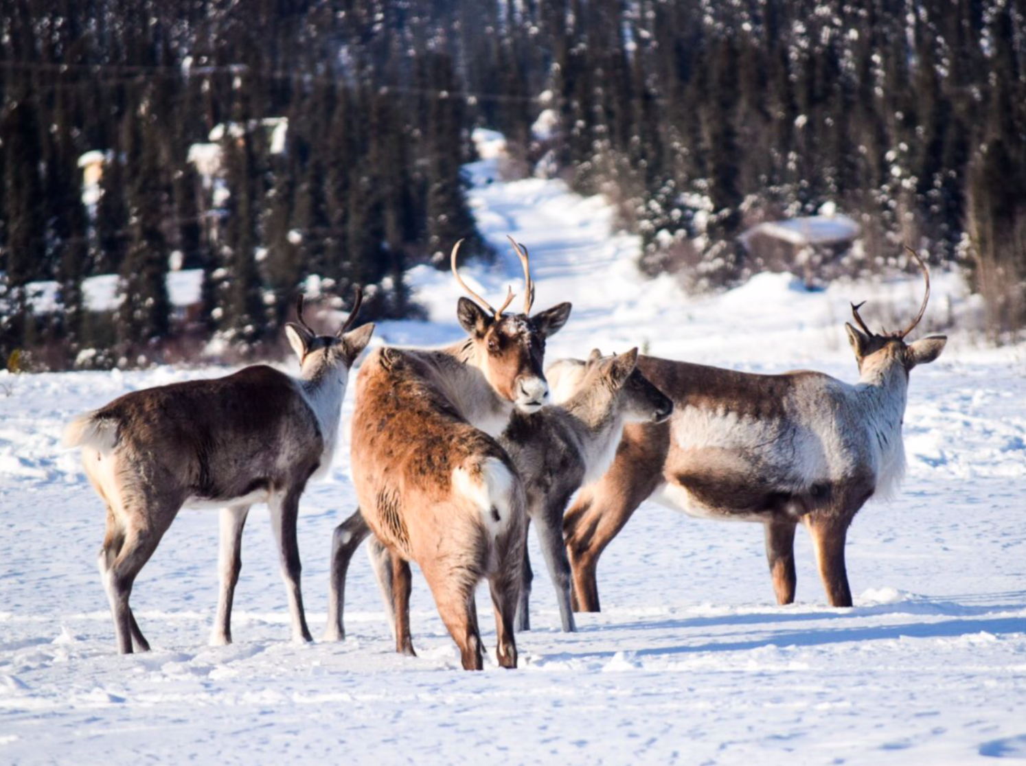 A band of caribou behind the house