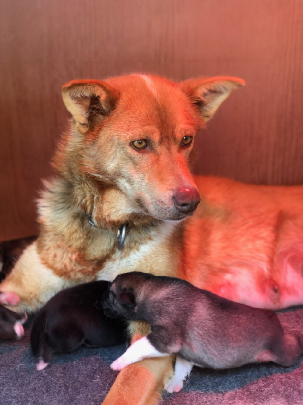 Screen Shot 2020-04-09 at 3.11.27 AM.png