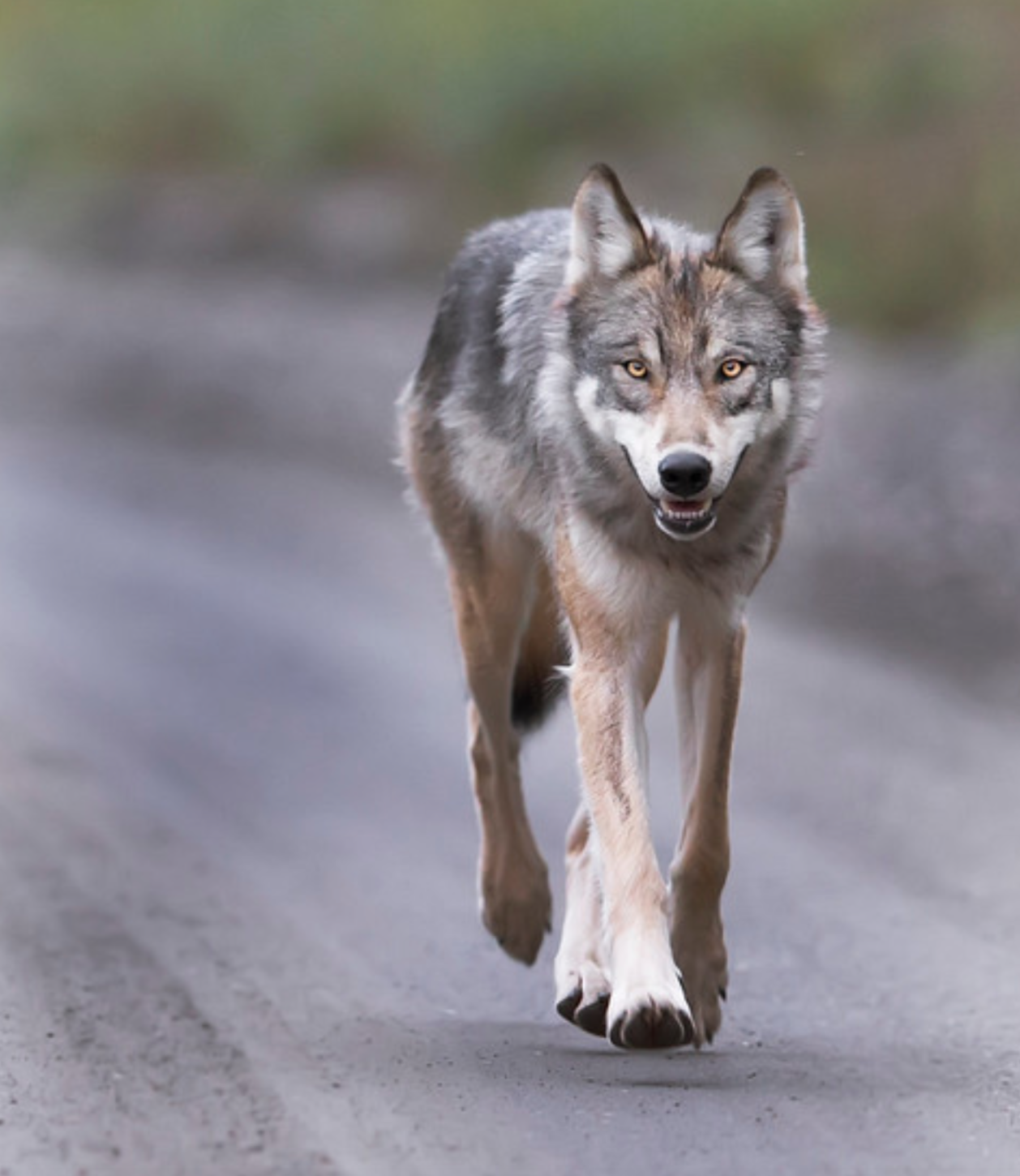 Screen Shot 2020-04-09 at 3.14.03 AM.png