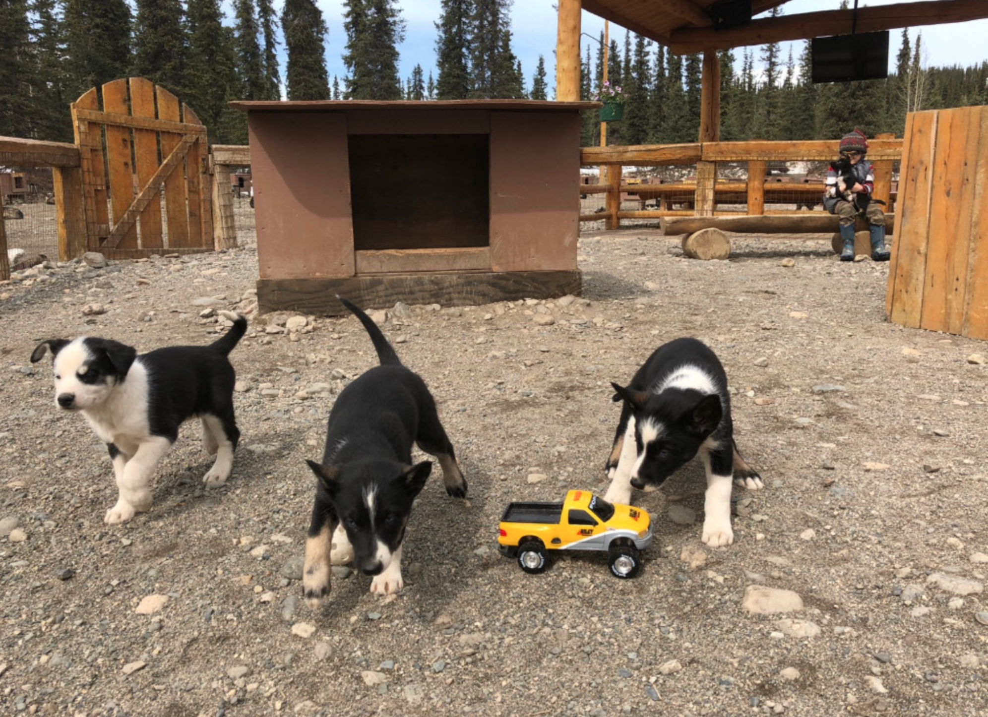 The puppies getting socialized with a remote control car.