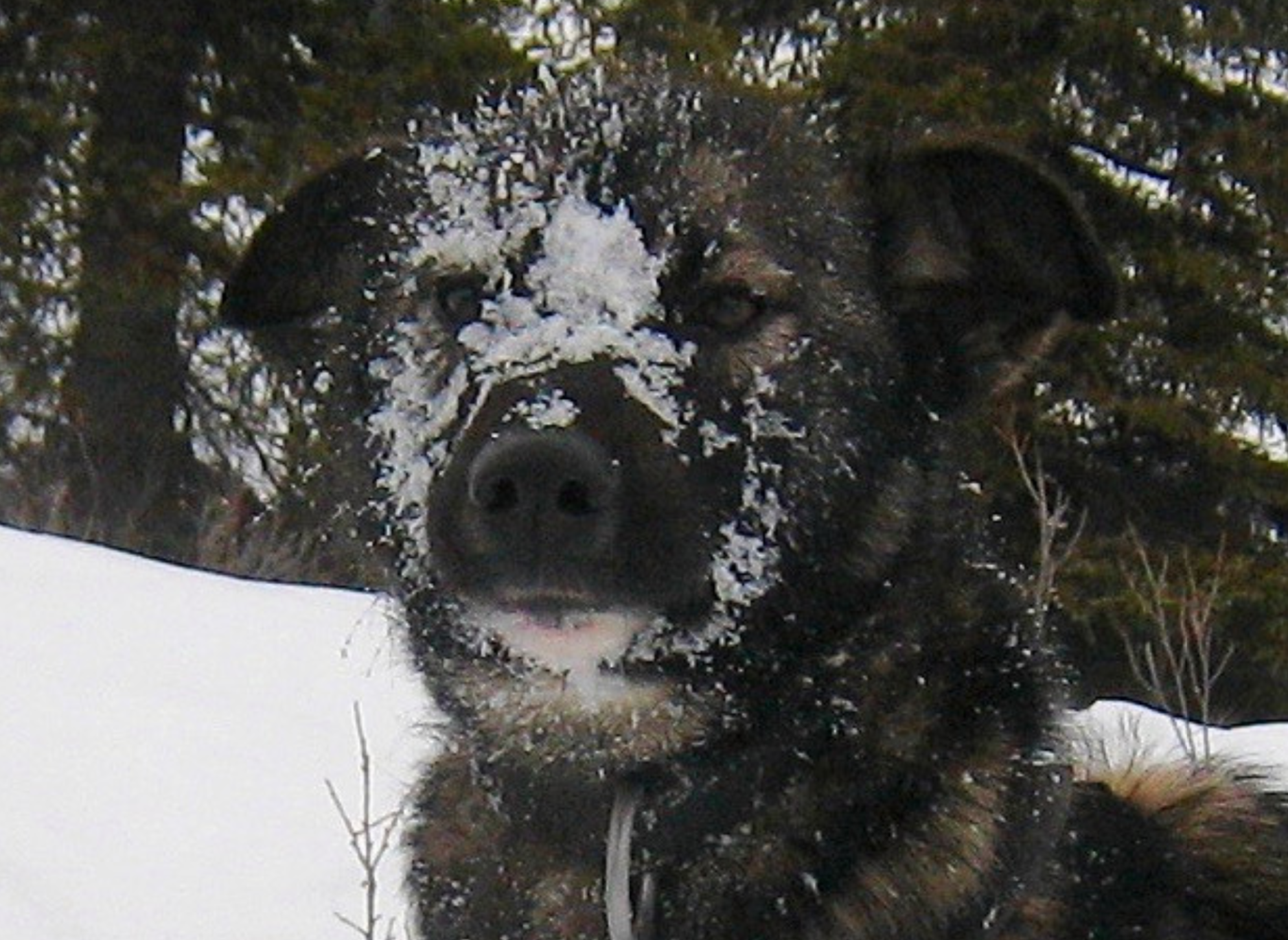 Lupine with her game face on