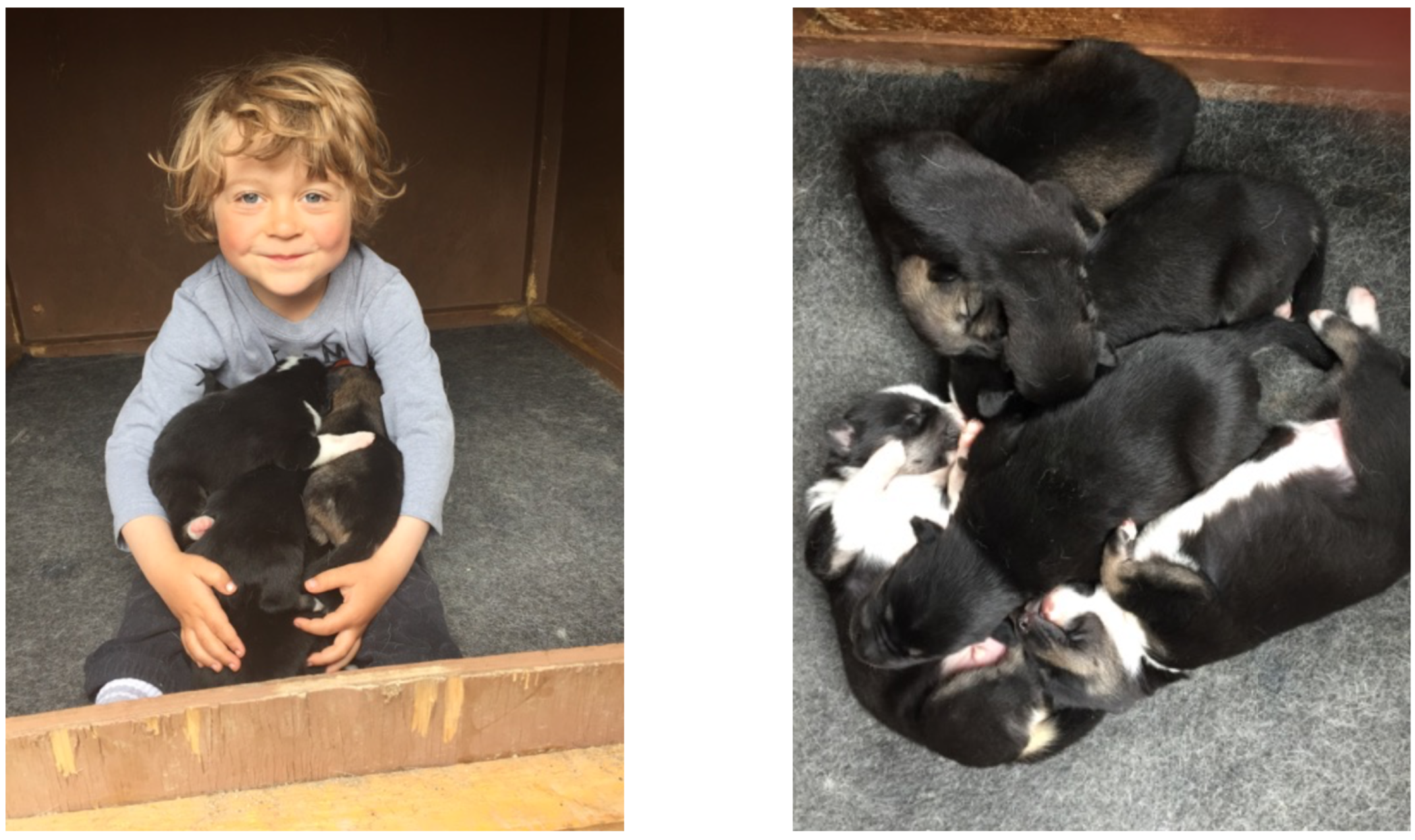 There is nothing better than a puppy pile