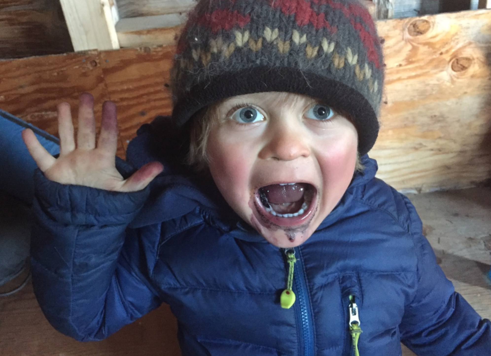 Max enjoying Crow berries which reemerged from the winter snow.