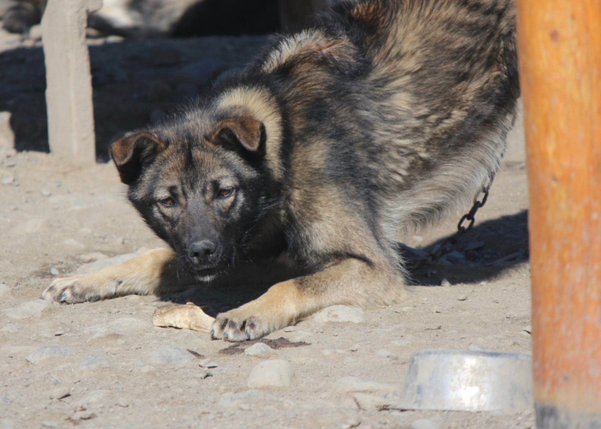 Kingpin and his bone