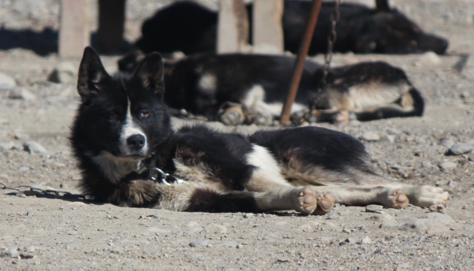 Jackpot enjoying the sun
