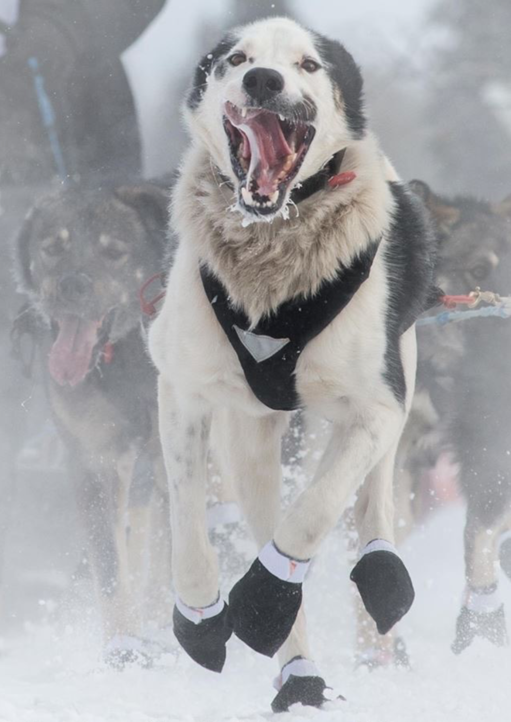 Gremlin starting the race