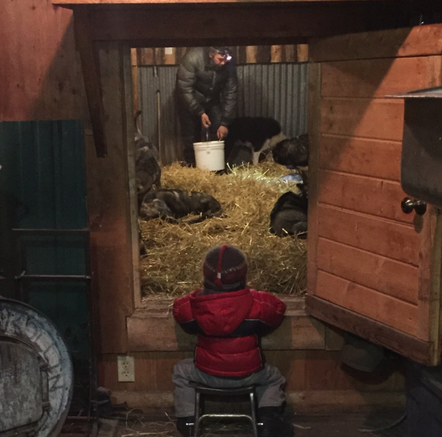 Max supervises as Mike cares for the dogs in the dog barn. One of our favorite places to spend time with the dogs.