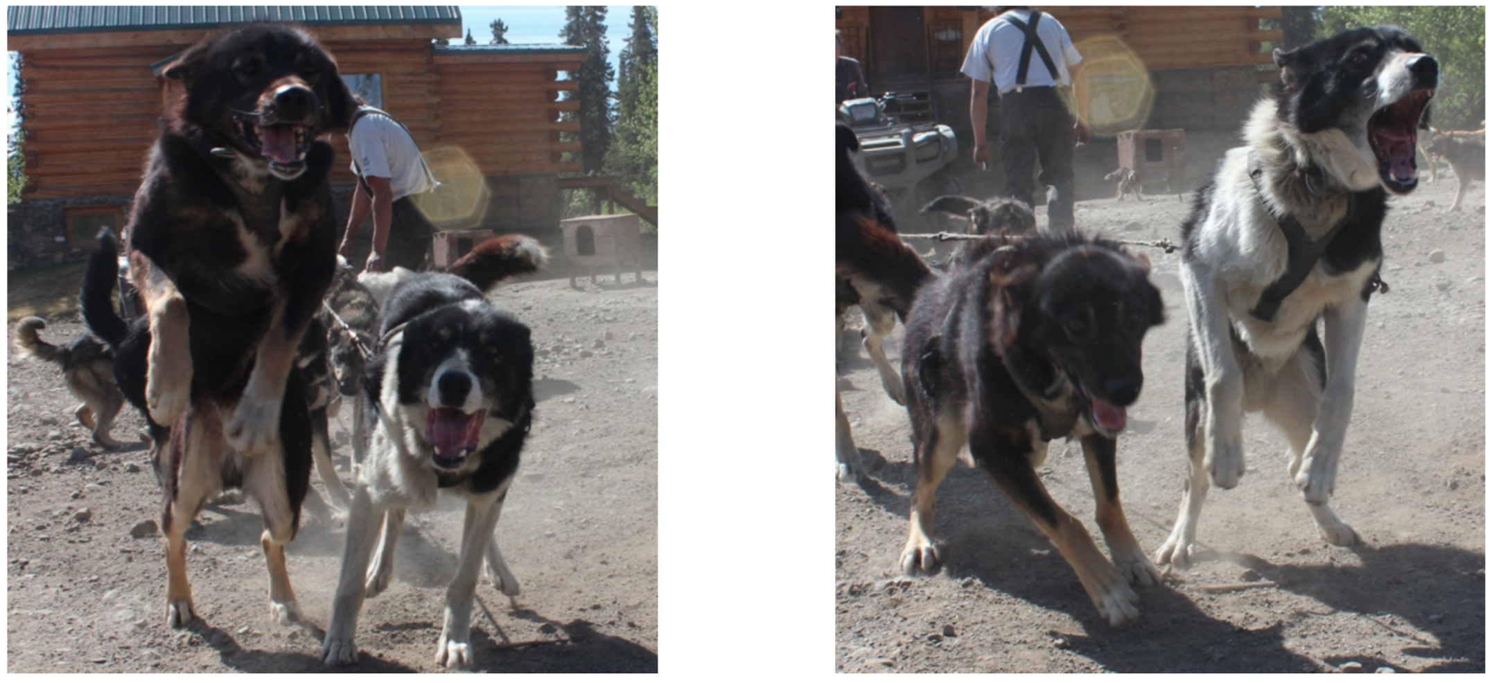 Jigsaw and Bruiser leaping to go