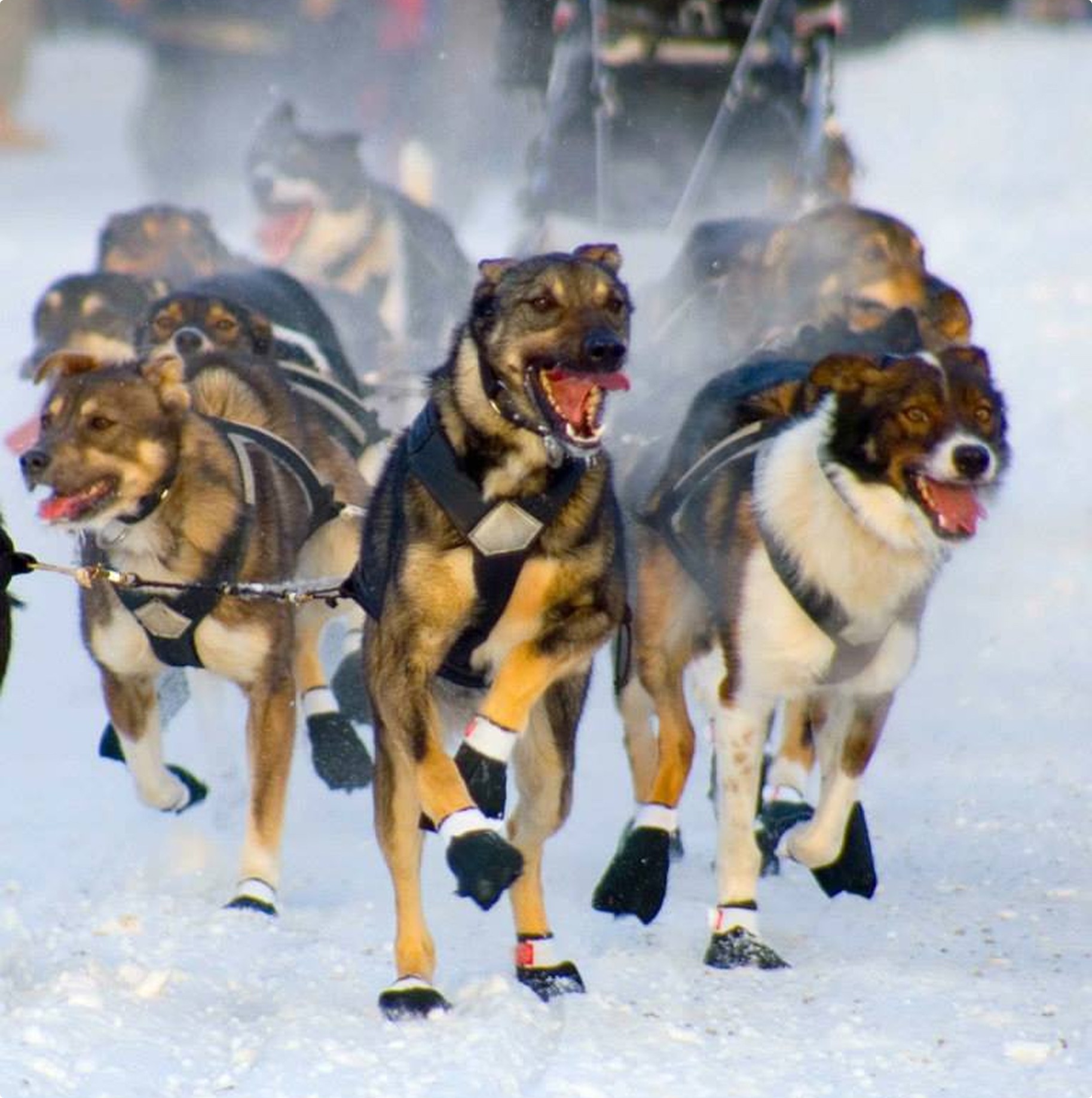 Premier Alaskan Sled Dog Tours in Denali | DogGoneIt Tours